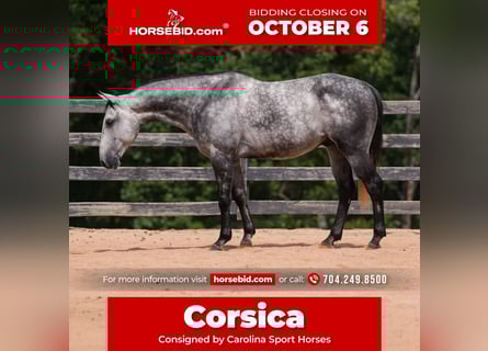 American Quarter Horse, Gelding, 5 years, 14,3 hh, Grey