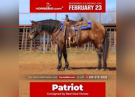 American Quarter Horse, Gelding, 5 years, 14,3 hh, Grullo