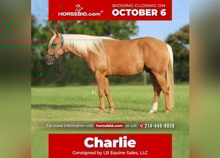 American Quarter Horse, Gelding, 5 years, 14,3 hh, Palomino
