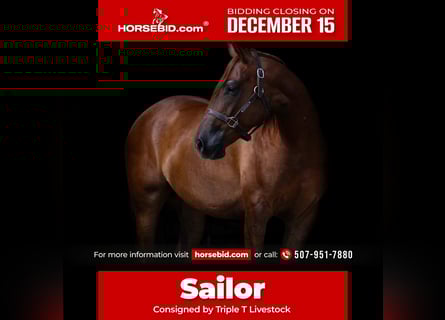 American Quarter Horse, Gelding, 5 years, 14,3 hh, Sorrel