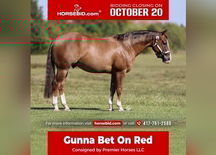 American Quarter Horse, Gelding, 5 years, 14,3 hh, Sorrel