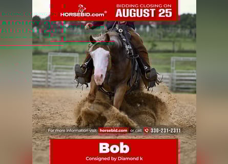 American Quarter Horse, Gelding, 5 years, 14,3 hh, Sorrel