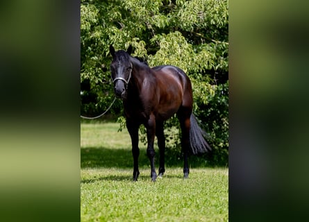 American Quarter Horse, Wallach, 5 Jahre, 15,1 hh, Rappe