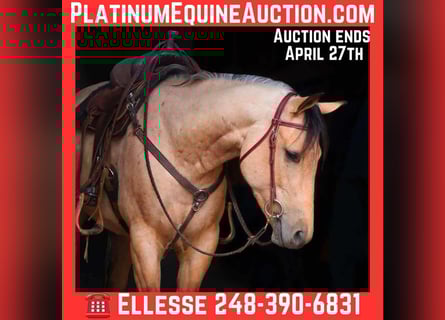 American Quarter Horse, Gelding, 5 years, 15.1 hh, Buckskin