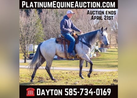 American Quarter Horse, Gelding, 5 years, 15,1 hh, Gray-Dapple