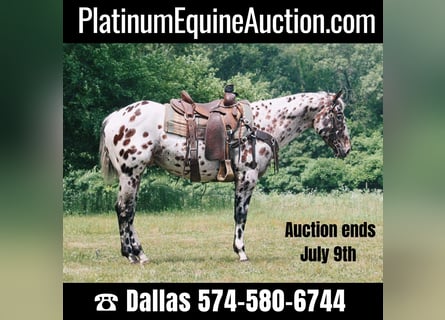American Quarter Horse, Gelding, 5 years, 15.1 hh, Leopard-Piebald