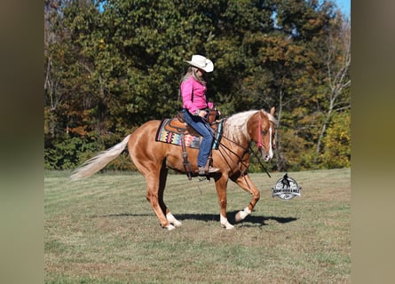 American Quarter Horse, Gelding, 5 years, 15.1 hh, Palomino