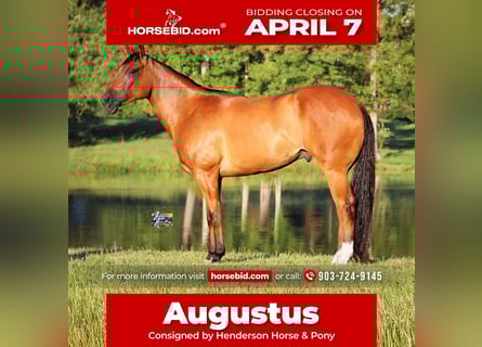 American Quarter Horse, Gelding, 5 years, 15.2 hh, Bay