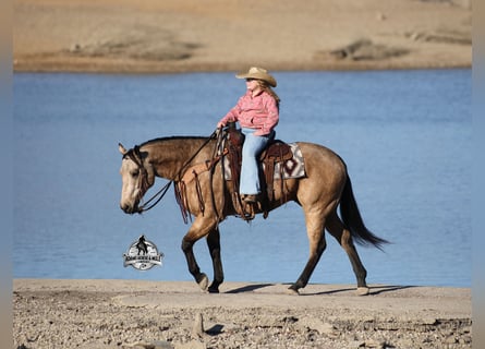 American Quarter Horse, Gelding, 5 years, 15.2 hh, Buckskin