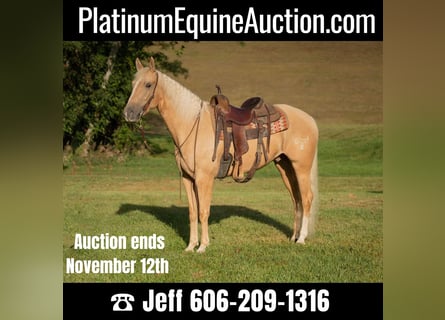 American Quarter Horse, Gelding, 5 years, 15.2 hh, Palomino