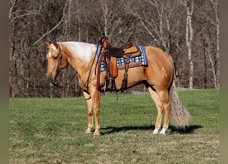 American Quarter Horse, Gelding, 5 years, 15,2 hh, Palomino