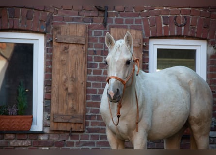 American Quarter Horse, Gelding, 5 years, 15,2 hh, Palomino