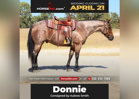 American Quarter Horse, Gelding, 5 years, 15.2 hh, Roan-Bay