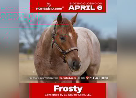 American Quarter Horse, Gelding, 5 years, 15.2 hh, Roan-Red