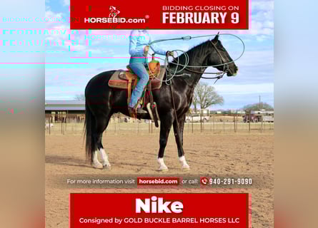 American Quarter Horse, Gelding, 5 years, 15.3 hh, Black