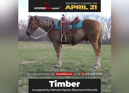 American Quarter Horse Mix, Gelding, 5 years, 15.3 hh, Chestnut