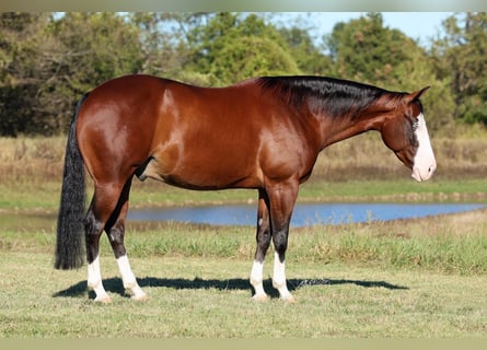 American Quarter Horse, Gelding, 5 years, 15 hh, Bay
