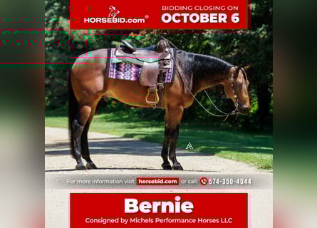 American Quarter Horse, Gelding, 5 years, 15 hh, Bay