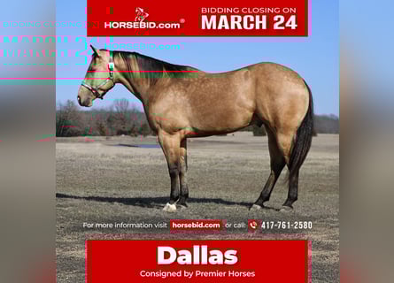 American Quarter Horse, Gelding, 5 years, 15 hh, Buckskin