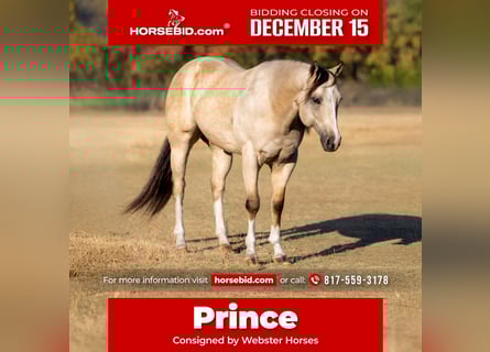 American Quarter Horse, Gelding, 5 years, 15 hh, Buckskin