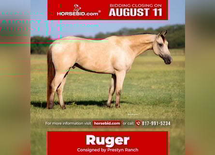 American Quarter Horse Mix, Gelding, 5 years, 15 hh, Buckskin