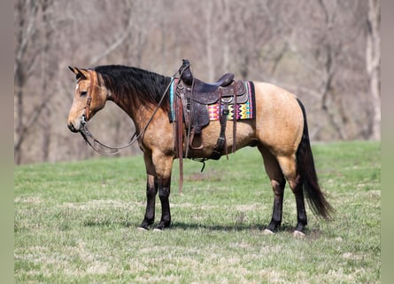 American Quarter Horse, Gelding, 5 years, 15 hh, Buckskin