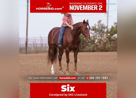 American Quarter Horse, Gelding, 5 years, 15 hh, Chestnut