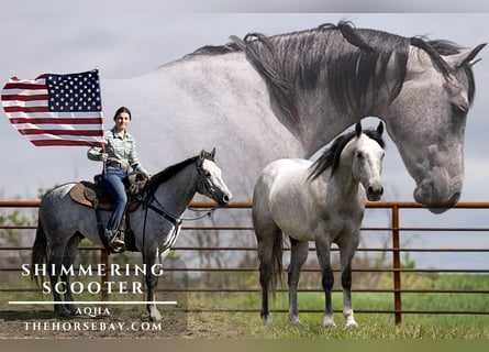 American Quarter Horse, Gelding, 5 years, 15 hh, Grey