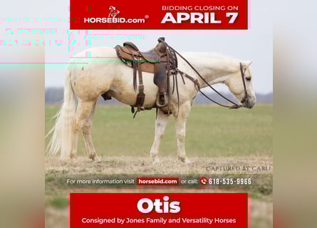 American Quarter Horse, Gelding, 5 years, 15 hh, Palomino