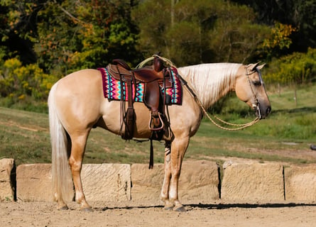 American Quarter Horse, Wallach, 5 Jahre, 15 hh, Palomino