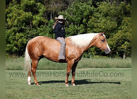 American Quarter Horse, Gelding, 5 years, 15 hh, Palomino