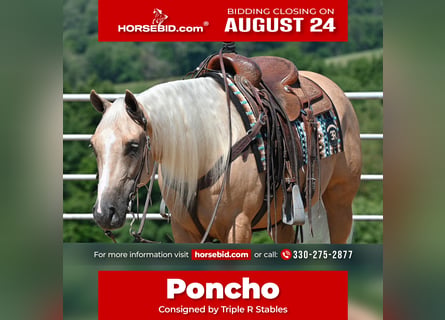 American Quarter Horse, Gelding, 5 years, 15 hh, Palomino