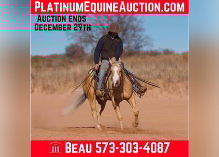 American Quarter Horse, Gelding, 5 years, 15 hh, Palomino