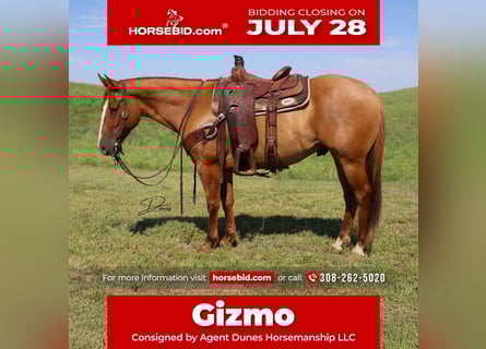 American Quarter Horse, Gelding, 5 years, 15 hh, Red Dun