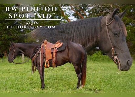 American Quarter Horse, Gelding, 5 years, 15 hh, Roan-Bay