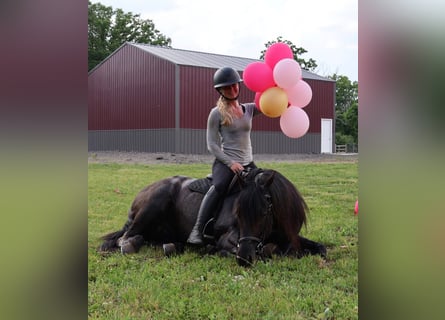 American Quarter Horse, Gelding, 5 years, 15 hh, Roan-Blue