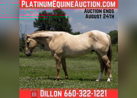 American Quarter Horse, Gelding, 5 years, 15 hh, Roan-Red