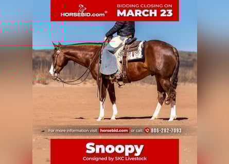 American Quarter Horse, Gelding, 5 years, 15 hh, Sorrel