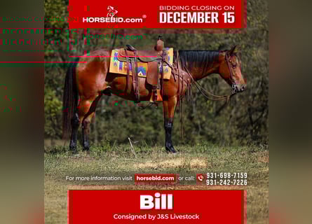 American Quarter Horse, Gelding, 5 years, 15,1 hh, Bay