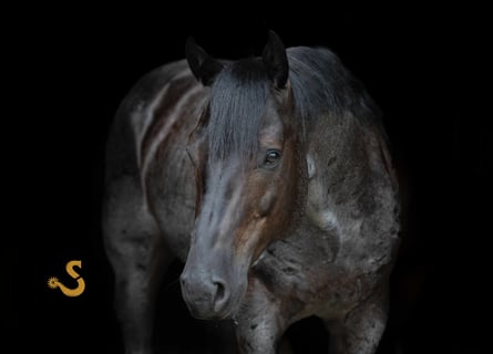 American Quarter Horse, Gelding, 5 years, 15,1 hh, Roan-Blue