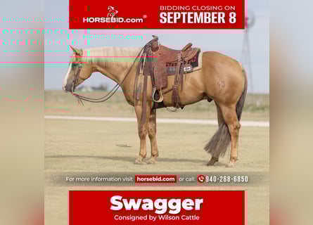 American Quarter Horse, Gelding, 5 years, 15,2 hh, Palomino
