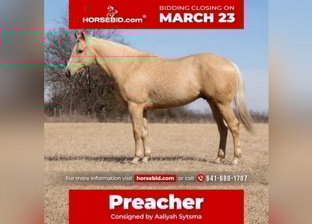 American Quarter Horse, Gelding, 5 years, 15,2 hh, Palomino