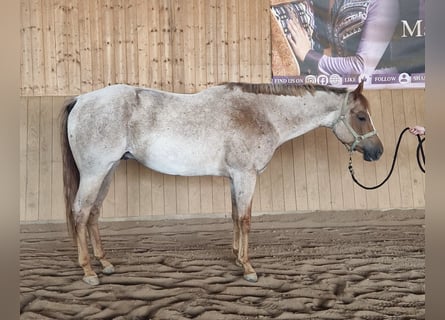 American Quarter Horse, Gelding, 5 years, 15,2 hh, Roan-Red
