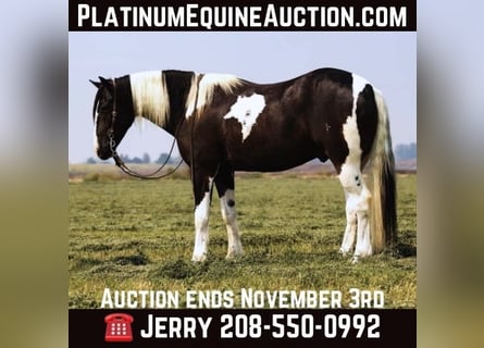 American Quarter Horse, Gelding, 5 years, 15,2 hh, Tobiano-all-colors