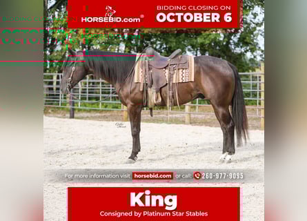 American Quarter Horse, Gelding, 5 years, 15,3 hh, Black