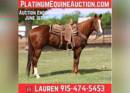 American Quarter Horse, Gelding, 5 years, 15,3 hh, Chestnut