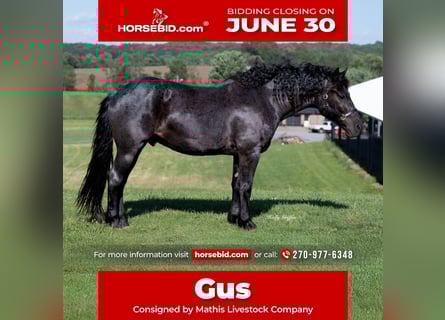 American Quarter Horse Mix, Gelding, 5 years, 15,3 hh, Roan-Blue