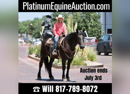 American Quarter Horse, Gelding, 5 years, 16.1 hh, Black