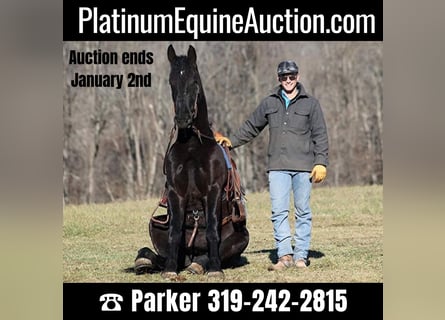 American Quarter Horse, Gelding, 5 years, 16.2 hh, Black