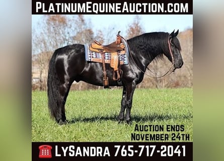 American Quarter Horse, Gelding, 5 years, 16 hh, Black